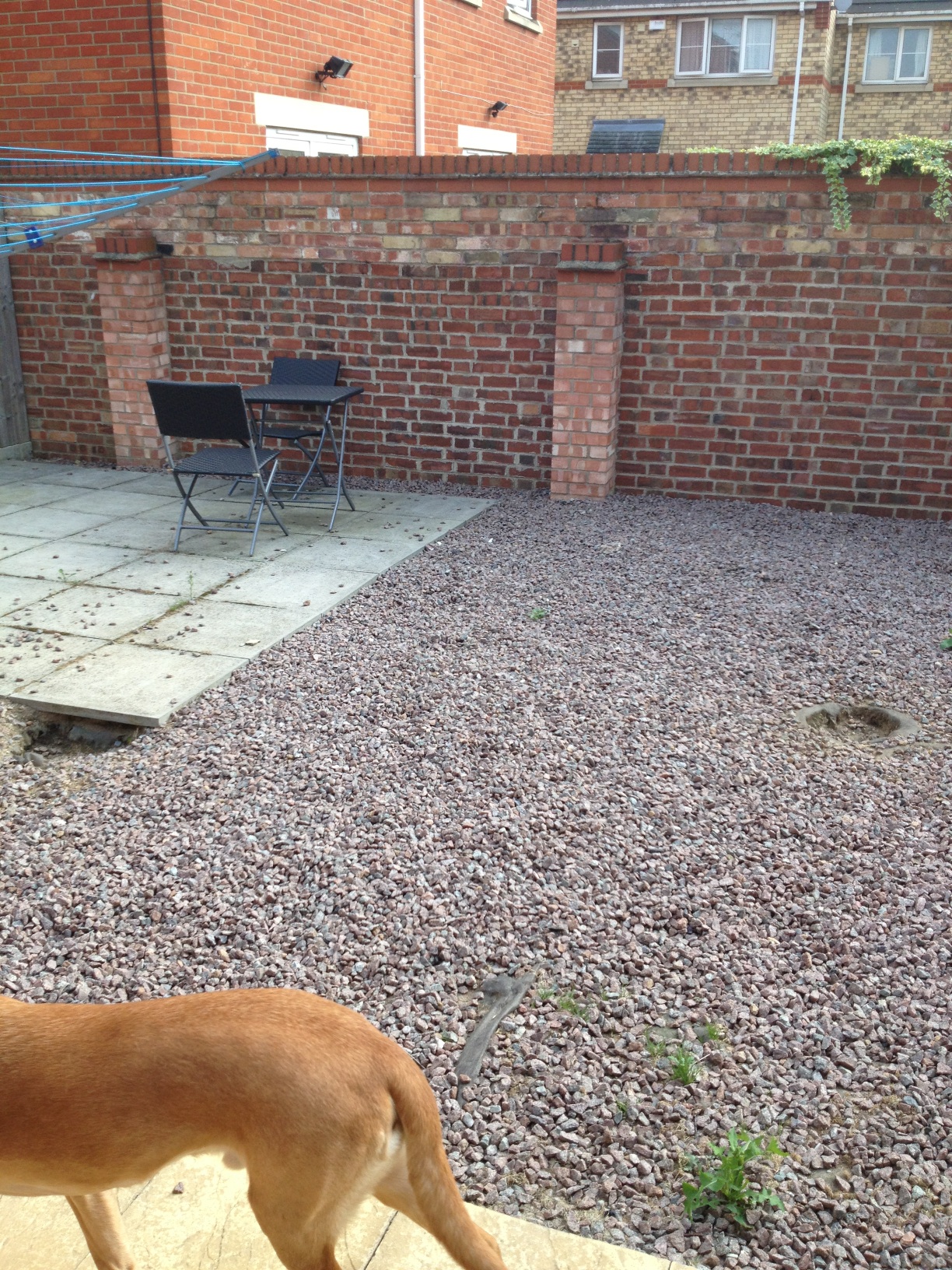 A photo captured by a person who is blind. A computer-generated caption for this photo is: A dog standing in front of a brick wall.