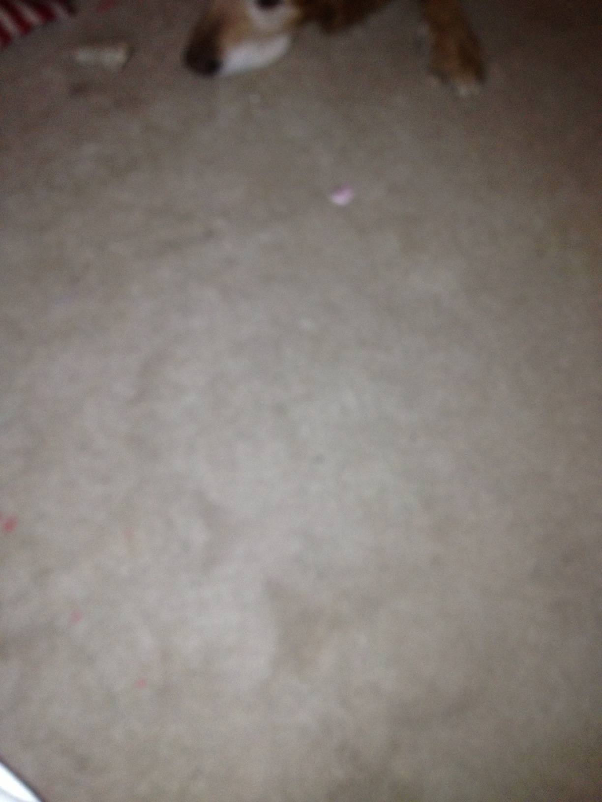 A photo captured by a person who is blind. A computer-generated caption for this photo is: A dog standing on top of a floor.