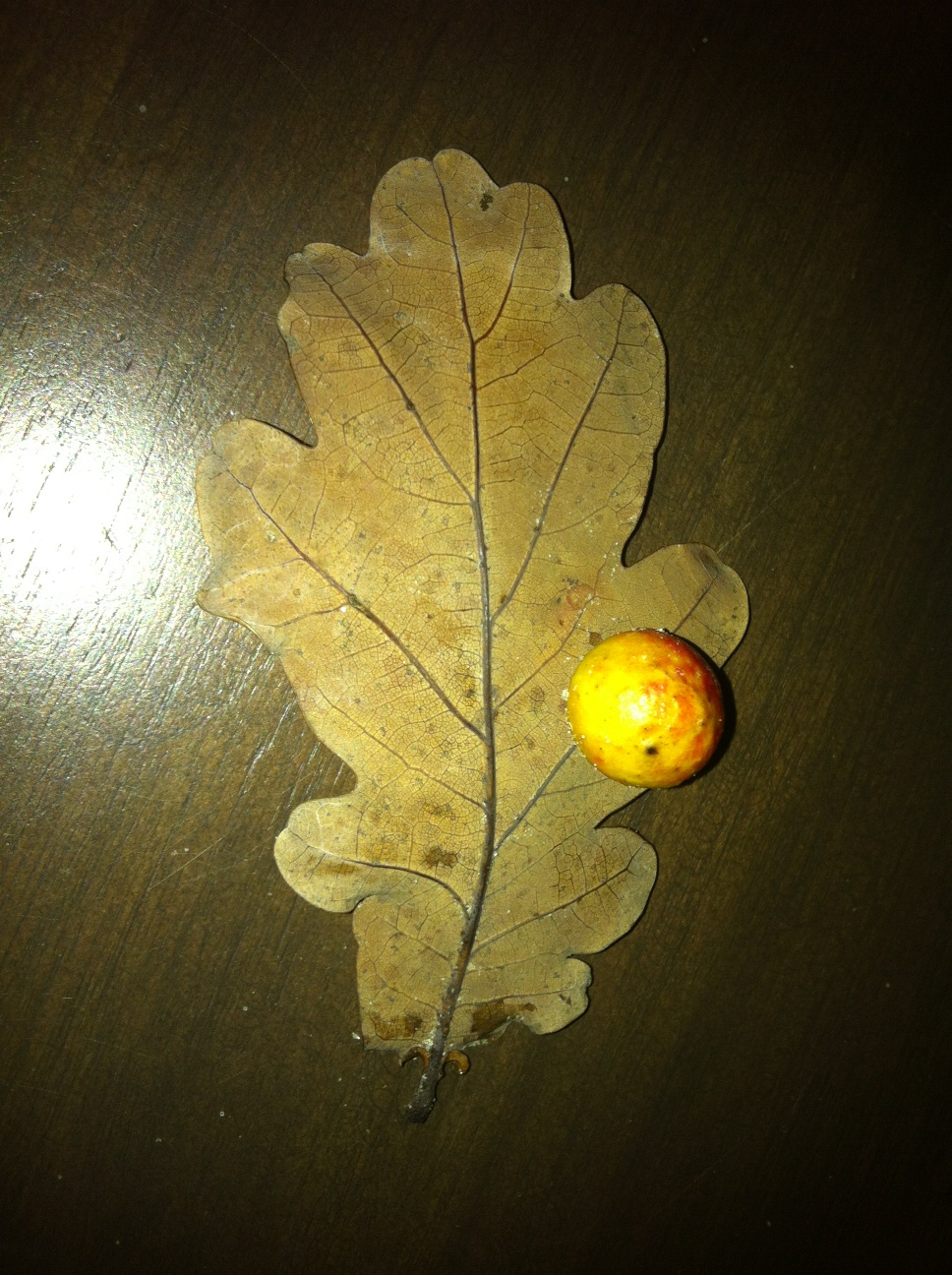 A thumbnail of a photo captured by a person who is blind.
        Click the thumbnail to view details about the photo.